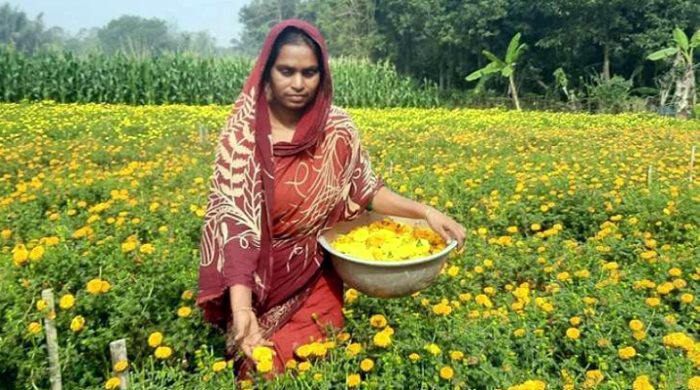 স্বামীর স্মৃতি আকড়ে ফুল চাষে ফুলকন্যা জেলেহার