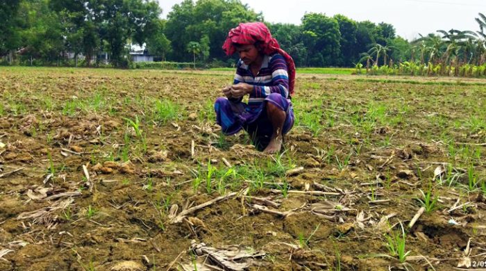 গাংনীতে আগাছানাশক দিয়ে মরিচ ক্ষেত বিনষ্টের অভিযোগ