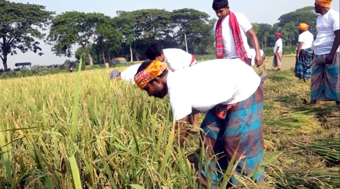 মেহেরপুরে কৃষকের ধান ঘরে তুলে দিলো স্বেচ্ছাসেবক লীগ
