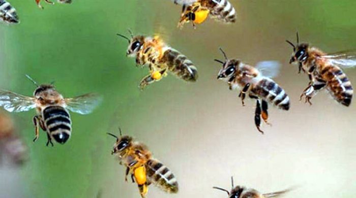 মেহেরপুরে মৌমাছির কামড়ে আহত-২০