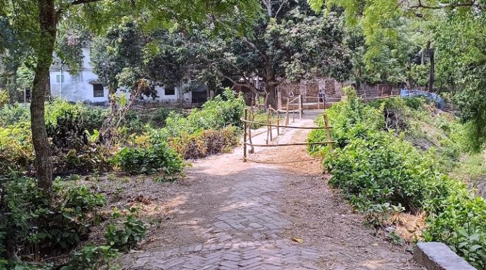 গাংনীতে শতবর্ষী রাস্তা ঘিরে গাছ রোপন: জিম্মি ৩০ পরিবার