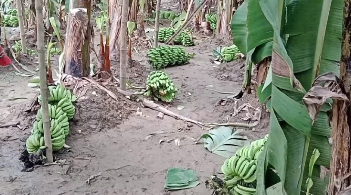 মুজিবনগরে ৯ শতাধিক কলা গাছের কাঁধি কেটে তসরুপ