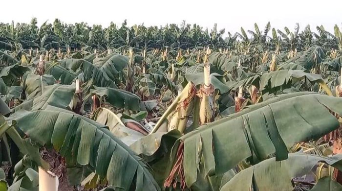 মুুজিবনগরে কচু ও কলাগাছ কেটে তছরুপ