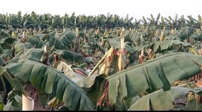 মুুজিবনগরের কচু ক্ষেত ও কলা বাগান তছরুপ