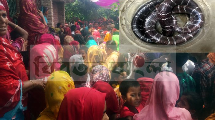 গাংনীতে বিষধর সাপের কামড়ে কলেজ শিক্ষার্থীর মৃত্যু॥এলাকায় সাপ আতংক