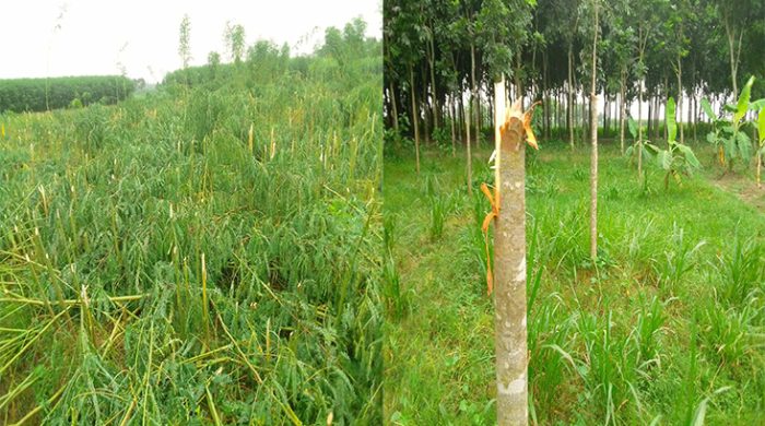 গাংনীতে মেহগনী গাছ কেটে তসরুপ