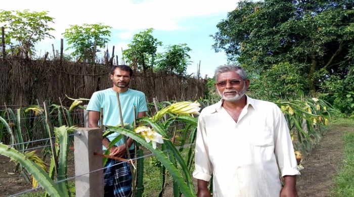 হরিণাকুণ্ডুতে ড্রাগন চাষে ব্যাপক সাফল্য, চাষে ঝুঁকছেন শিক্ষিত যুবকরা