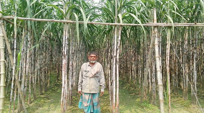 আখ চাষে স্বাবলম্বী মেহেরপুরের এনামুল