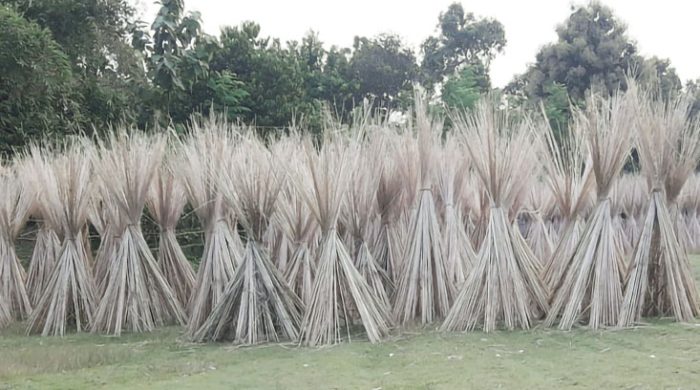 মেহেরপুরের পাট চাষীদের এখন পাটকাঠিতেই ভরসা