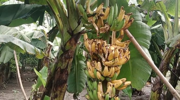 মেহেরপুরে অপরিপক্ক কলায় বিষ প্রয়োগ, লক্ষাধিক টাকার ক্ষতি