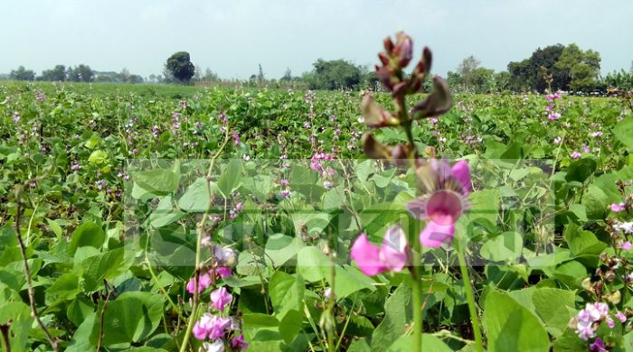 মেহেরপুরে আগাম চাষে লোকসানের মুখে শিম চাষিরা