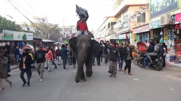 মেহেরপুরে হাতি নিয়ে আওয়ামী লীগের প্রার্থীর প্রচরণা