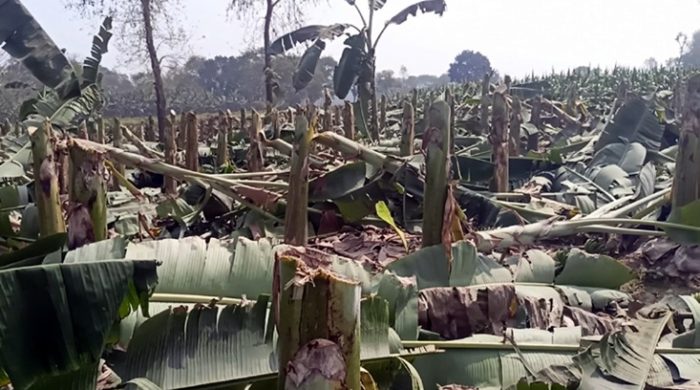 গাংনীতে কৃষকের দুই বিঘা কলা ক্ষেত বিনষ্ট
