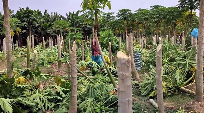 মুজিবনগরে সাড়ে আট বিঘা জমির ফসল কেটে তছরুপ