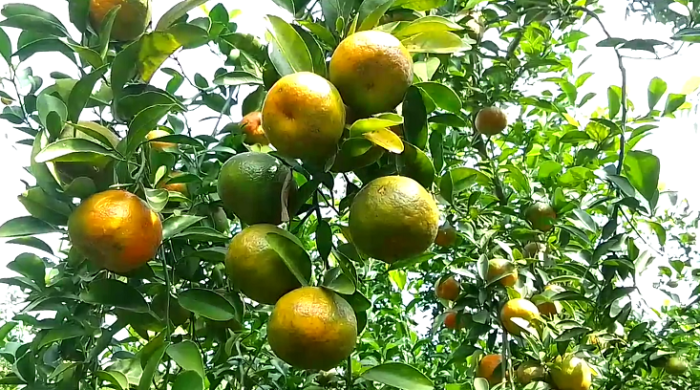 মেহেরপুরে সুমিষ্ট কমলা ও মাল্টা চাষে চাষির মুখে তৃপ্তির হাসি