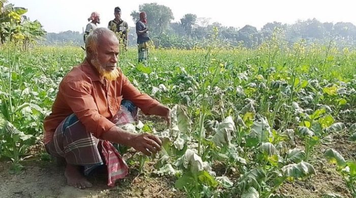 মেহেরপুরে বিষ প্রয়োগে জমির সরিষা বিনষ্ট