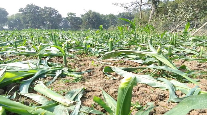 মেহেরপুরে একই ব্যক্তির ধানের পর এবার ভুট্টা গাছ কেটে তছরুপ