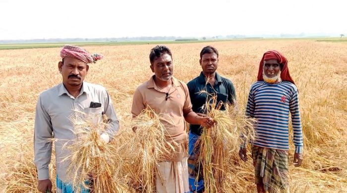 মুজিবনগরে গমের জমিতে আগাছা নাশক প্রয়োগ করে ফসল বিনষ্ট