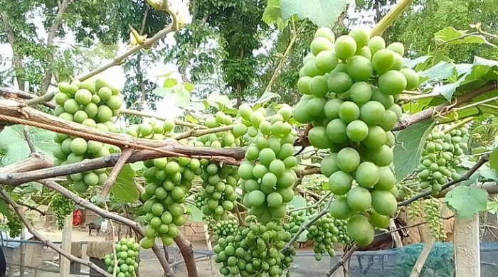 আঙুরের থোকায় শরিফুল ও মিম দম্পত্তির চোখে এখন রঙিন স্বপ্ন