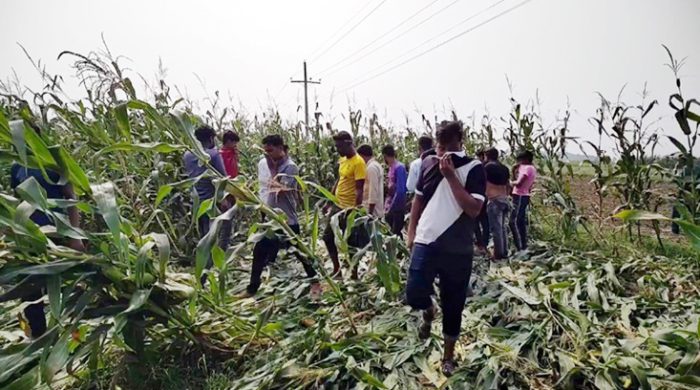 গাংনীতে অজ্ঞাত ব্যক্তির অর্ধগলিত মরদেহ উদ্ধার