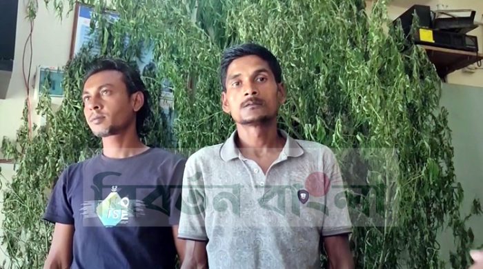মুজিবনগরে গাঁজা গাছসহ দুজন গ্রেফতার