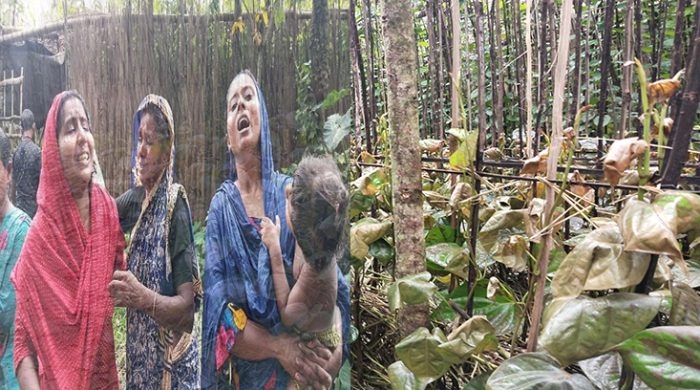 ঝিনাইদহে ঘাস পোড়া বিষ দিয়ে পানের বরজ বিনষ্ট করেছে দূর্বৃত্তরা