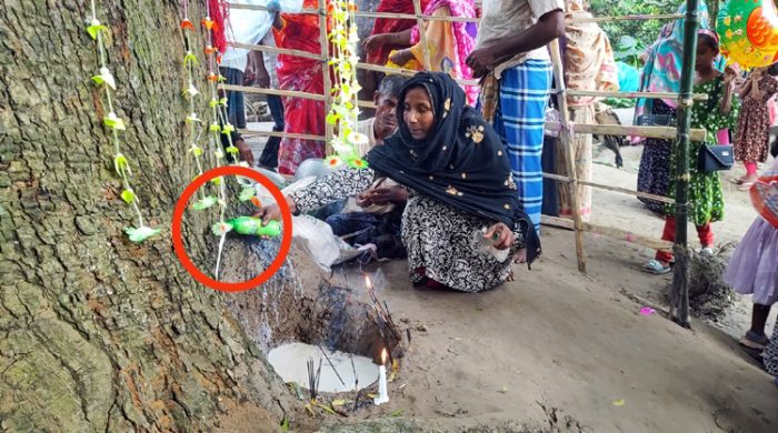 শতর্বষী নিম গাছের গোড়ায় দুধ ঢেলে রোগমুক্তির মানত!