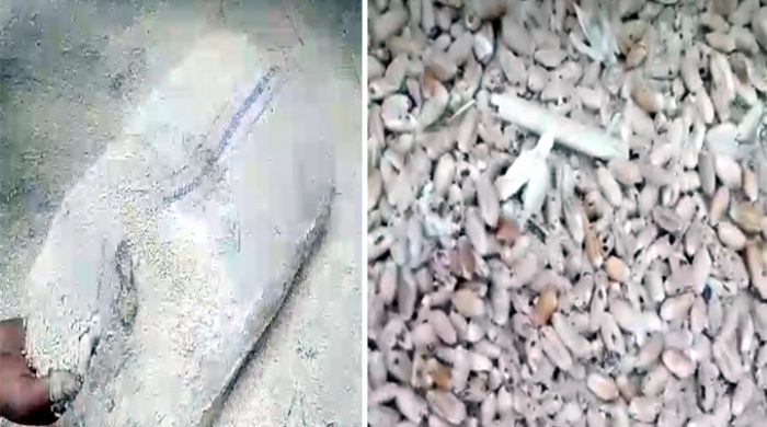 ঝিনাইদহ সরকারী খাদ্য গুদামে খুলনা সিএসডি থেকে আসা ৬৬ টন পঁচা গম সংরক্ষন