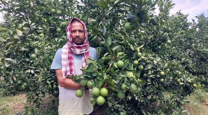 মেহেরপুরে জনপ্রিয় হচ্ছে সবুজ মাল্টা চাষ