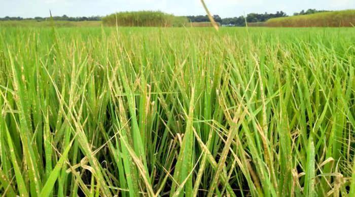 গাংনীতে আবারও দুর্বৃত্তর দেওয়া আগাছানাশকে পুড়লো কৃষকের স্বপ্ন