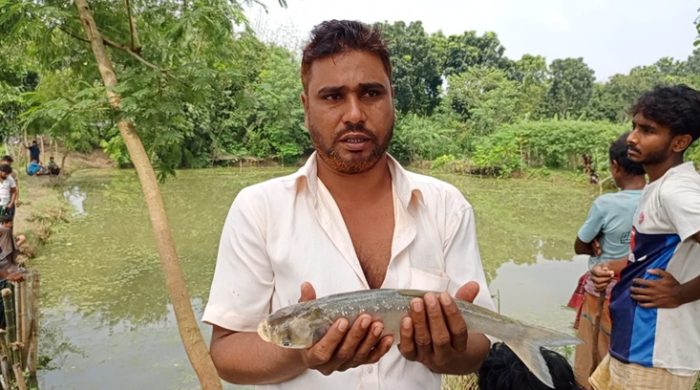 গাংনী পাকুড়িয়া পেকির বিলে বিষ প্রয়োগে মাছ নিধনের অভিযোগ