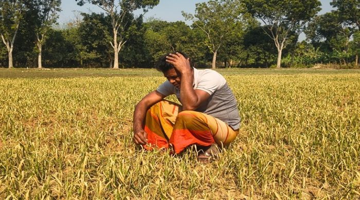 মেহেরপুরে আগাছানশক বিষ প্রয়োগ করে গমের গাছ বিনষ্ট