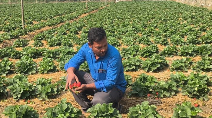 লাল ফলের স্বপ্ন: স্ট্রবেরি চাষে কৃষি উদ্যোক্তা মঞ্জুরুলের জয়যাত্রা