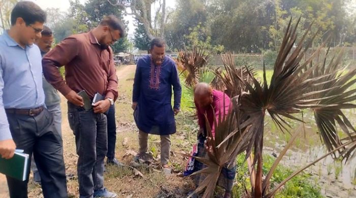 রেড পাম উইভিলের আক্রমনে গাংনীতে মারা গেছে তিন শতাধিক তালগাছ