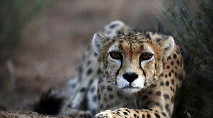 ইরানে আশার আলো ছড়াচ্ছে এশীয় চিতা