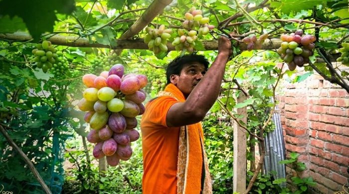 উপহাস মাড়িয়ে মেহেরপুরে আঙুর চাষে দম্পতির বাজিমাৎ