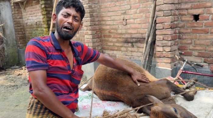১০ মিনিটেই শেষ ভ্যান চালকের স্বপ্ন: গাংনীতে ভুল চিকিৎসায় একমাত্র গরুর মৃত্যুর অভিযোগ