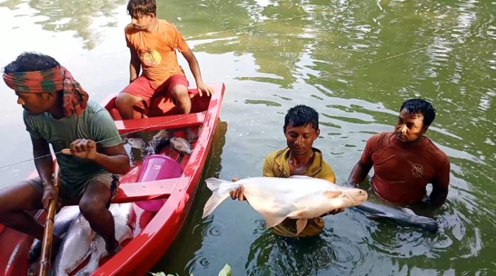গাংনীতে পুকুরে বিষ প্রয়োগে ২০ লক্ষাধিক টাকার মাছ নিধন