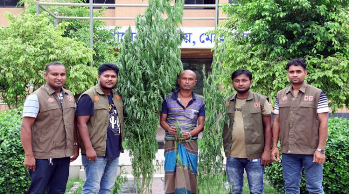 মেহেরপুরে উঠান থেকে গাঁজা গাছ উদ্ধার, বাড়ি মালিক গ্রেফতার