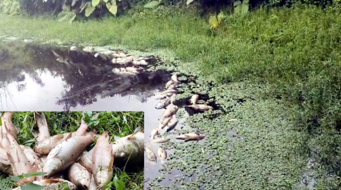 গাংনীতে পুকুরে বিষ প্রয়োগে দুই লক্ষাধিক টাকার মাছ নিধন