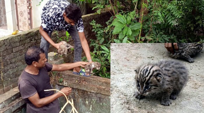 গাংনীতে মেছো বাঘের তিনটি বাচ্চা উদ্ধার